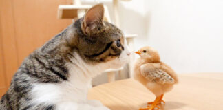 ヒヨコにキスする子猫