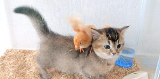 ヒヨコと過ごす子猫