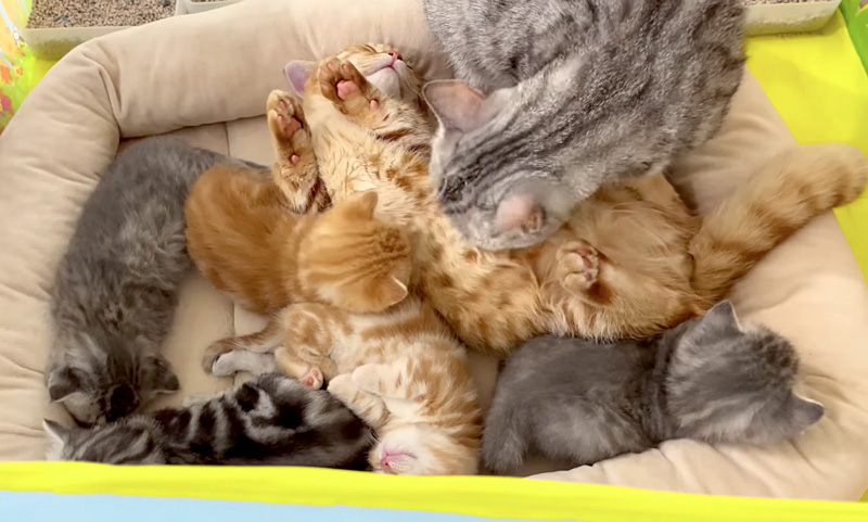 褒められる兄猫