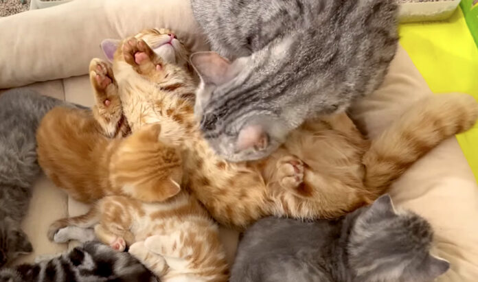 褒められる兄猫