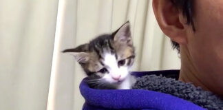 パーカーのフードが大好きな子猫