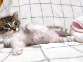 イヤイヤする子猫