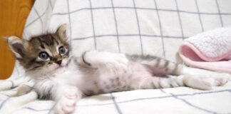 イヤイヤする子猫