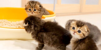 順番待ちをする子猫達