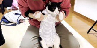 術後服を着た猫