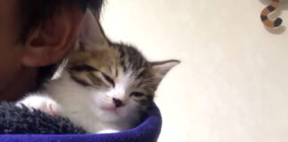肩で眠りたい子猫