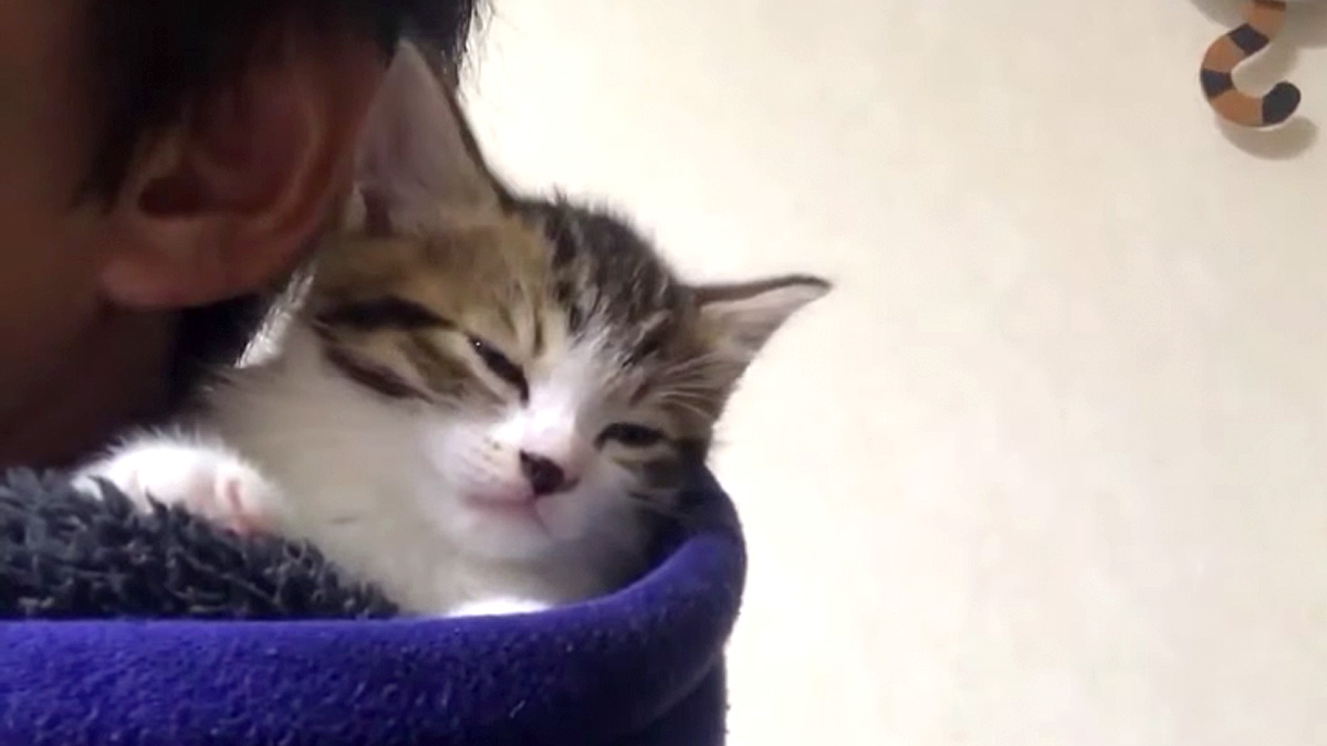 肩で眠りたい子猫