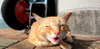 人懐っこい猫