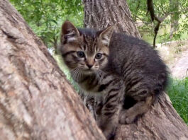 木に登る子猫