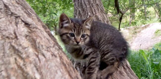 木に登る子猫