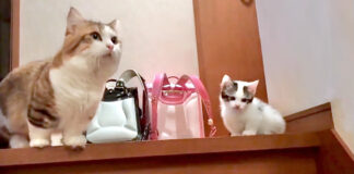 階段を降りる子猫