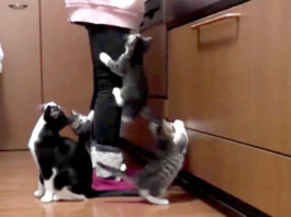 ご飯が待ちきれない子猫達