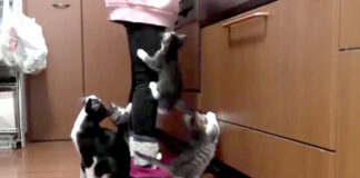 ご飯が待ちきれない子猫達