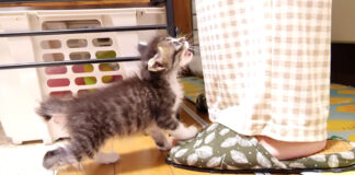 お腹が空いた子猫