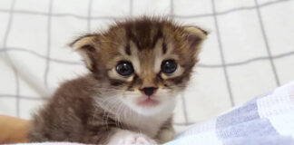 お母さんを心配する子猫