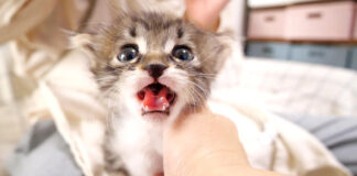 ミルクが飲みたい子猫
