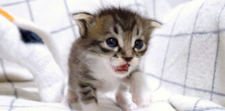 ミルクが飲みたい子猫