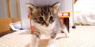 近づいてくる子猫