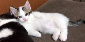 母猫に寄りかかる子猫