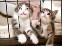 脱走したい子猫達