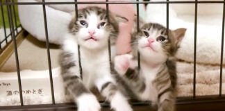 脱走したい子猫達