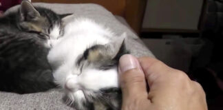 撫でられる子猫