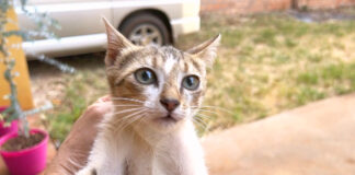 庭に迷い込んだ子猫
