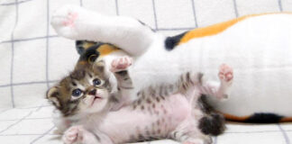 ぬいぐるみと子猫