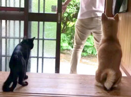 お出かけする時の柴犬と猫