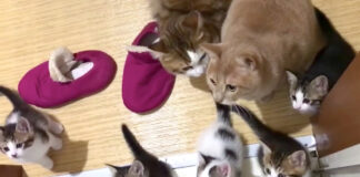 お風呂掃除に群がる猫達