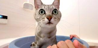 桶猫