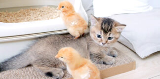 子猫に乗るヒヨコ