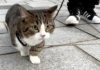 お散歩デビューした猫