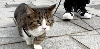 お散歩デビューした猫