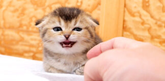 撫でられる子猫