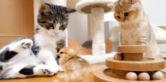 一緒に遊び始めたヒヨコと子猫