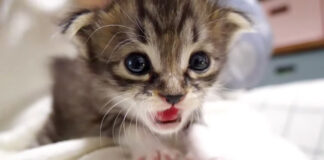 ミルクが飲みたい子猫