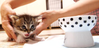 臨戦態勢の子猫