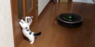 ルンバと子猫