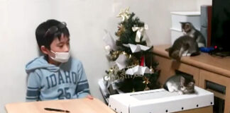 お留守番する男の子と子猫達