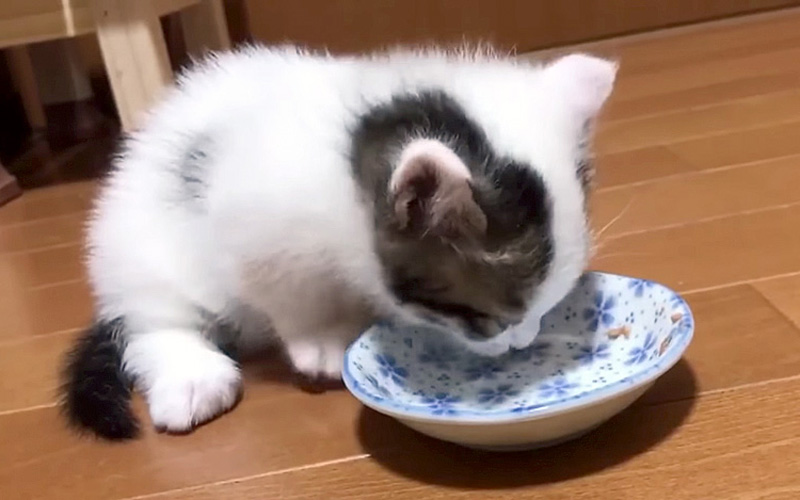 ご飯を食べる子猫