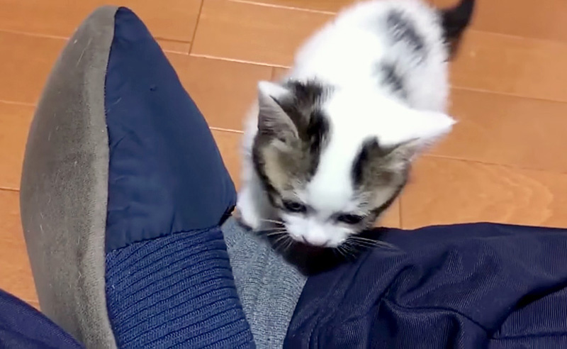 おねだりする子猫
