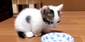 ご飯を食べた子猫