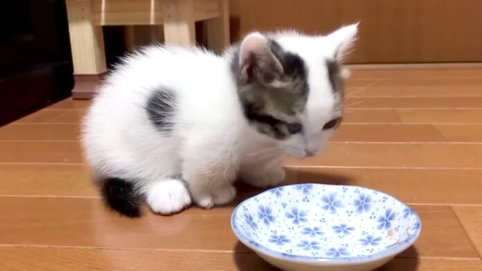 ご飯を食べた子猫
