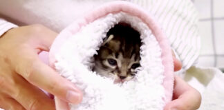 す巻きにされた子猫