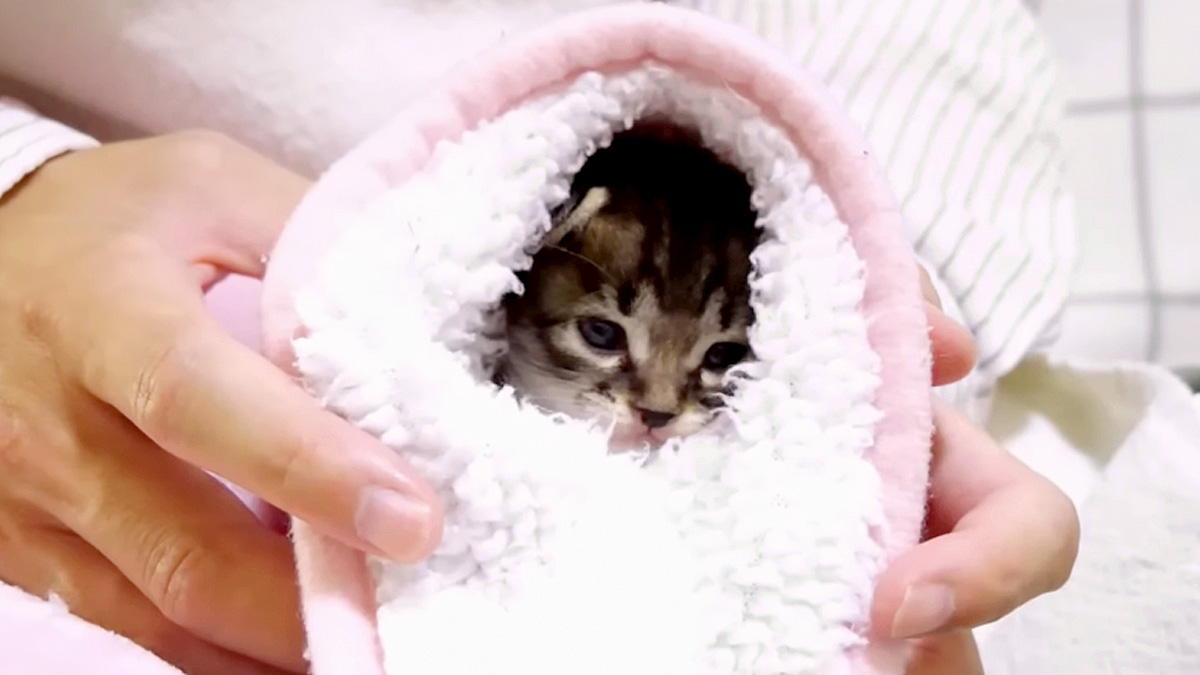 す巻きにされた子猫