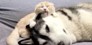 ハスキー犬を毛づくろいする子猫