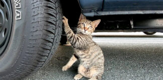 タイヤで爪を研ぐ猫