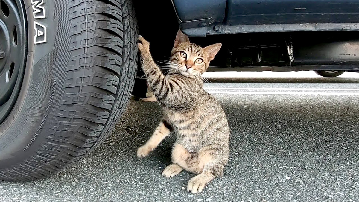 タイヤで爪を研ぐ猫