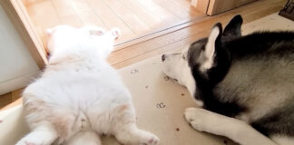 子猫が気になるハスキー犬